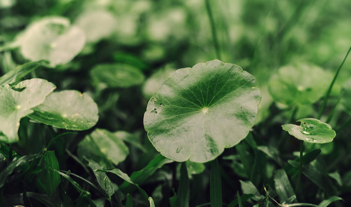 Skin1004 Madagascar Centella Tone Brightening Capsule - Serum na Przebarwienia 30ml