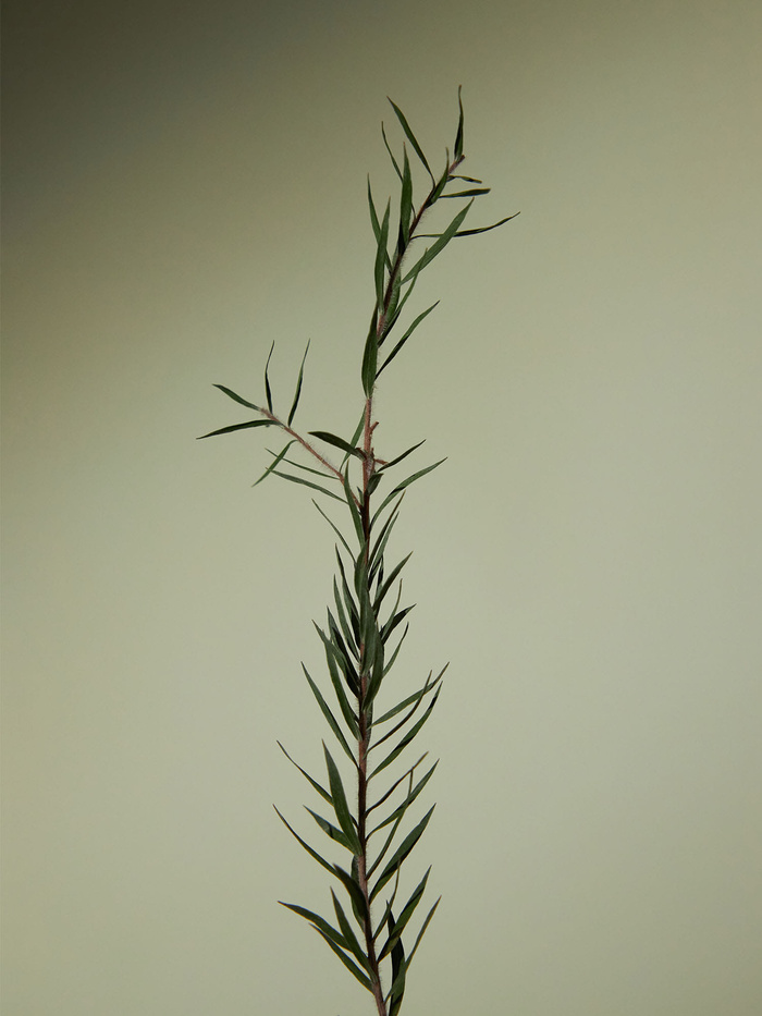 Aromatica Tea Tree Balancing Emulsion - Regulująca Emulsja Do Twarzy - 100ml